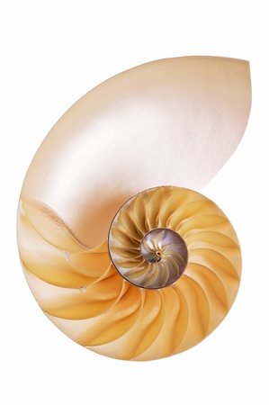 Nautilus Split Half shell isolated on white background Stock Photo - Budget Royalty-Free & Subscription, Code: 400-03950063