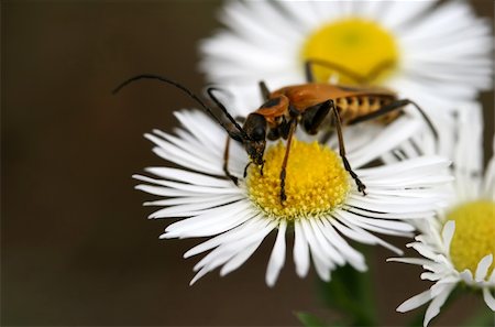 simsearch:400-04920020,k - A black and yellow longhorn beetle sits on a daisy Foto de stock - Super Valor sin royalties y Suscripción, Código: 400-03950633