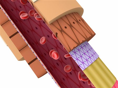 simsearch:400-05016219,k - 3d rendered close up of a shematic artery Stock Photo - Budget Royalty-Free & Subscription, Code: 400-03950865