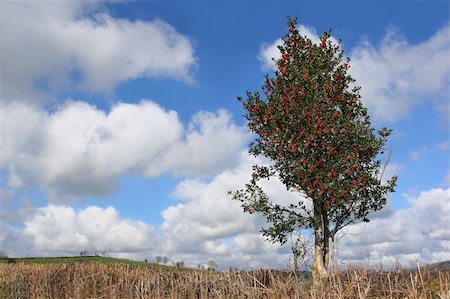 simsearch:696-03394776,k - Holly tree with red berries in winter against a blue sky and cumuls clouds. Photographie de stock - Aubaine LD & Abonnement, Code: 400-03950938