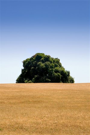 simsearch:400-04794343,k - Oak tree behind the hill on a summer day Stock Photo - Budget Royalty-Free & Subscription, Code: 400-03951538