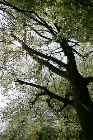 simsearch:841-07201608,k - large old tree with the sun shining through Stock Photo - Budget Royalty-Free & Subscription, Code: 400-03951587