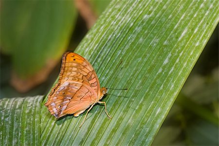 simsearch:400-04920020,k - a nice orange butterfly rests on a palm frond Foto de stock - Super Valor sin royalties y Suscripción, Código: 400-03951705
