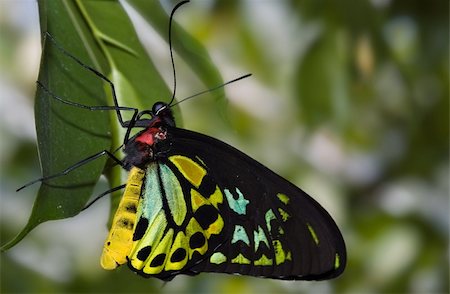 simsearch:400-04920020,k - beautiful green and black butterfly hangs on a leaf Foto de stock - Super Valor sin royalties y Suscripción, Código: 400-03951707
