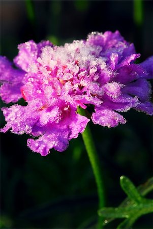 simsearch:400-04808821,k - Morning frost on a flower in late fall. Focus on petals with ice crystals. Foto de stock - Super Valor sin royalties y Suscripción, Código: 400-03952516