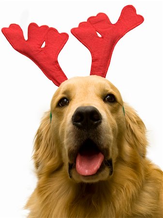 simsearch:673-02138072,k - close up photo of cute dog wearing christmas costume on white background Stock Photo - Budget Royalty-Free & Subscription, Code: 400-03952707