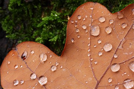 simsearch:696-03394776,k - Water drops on an autumn leaf on a bed of moss. Photographie de stock - Aubaine LD & Abonnement, Code: 400-03953176