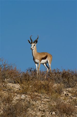 Adult male springbok with blue sky background Stock Photo - Budget Royalty-Free & Subscription, Code: 400-03953204