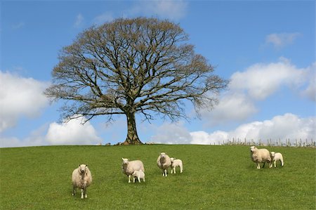 simsearch:400-04794343,k - Oak tree in spring, with sheep and lambs grazing in a field in the foreground and a blue sky with altocumulus clouds to the rear. Stock Photo - Budget Royalty-Free & Subscription, Code: 400-03953220