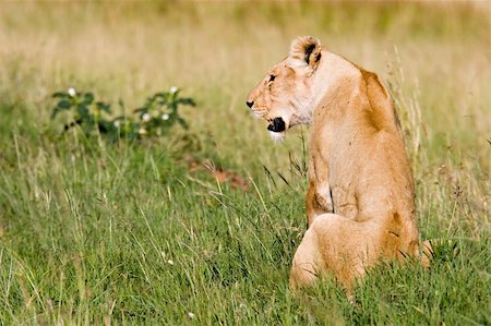 simsearch:400-04836462,k - Female lion on African Savannah Foto de stock - Super Valor sin royalties y Suscripción, Código: 400-03964120