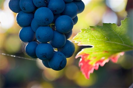 simsearch:400-06923729,k - Close-up of a cluster of purple grapes Stock Photo - Budget Royalty-Free & Subscription, Code: 400-03964648