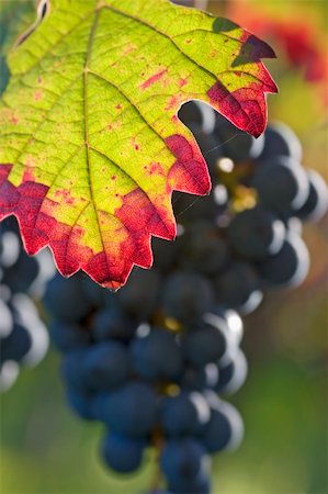 simsearch:400-06923729,k - Leaf in a vineyard with grapes in the background Stock Photo - Budget Royalty-Free & Subscription, Code: 400-03964649