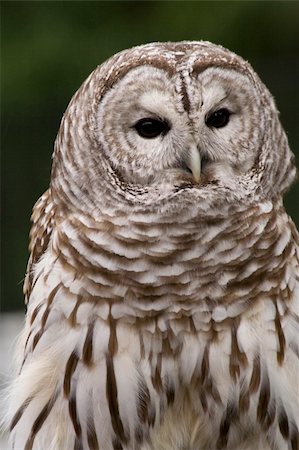 simsearch:400-07745600,k - Barred Owl Close Up Black and White Owl Stock Photo - Budget Royalty-Free & Subscription, Code: 400-03965199