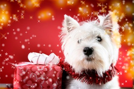 pet photos with christmas lights - Cute white puppy with present and snowflakes. Stock Photo - Budget Royalty-Free & Subscription, Code: 400-03966524