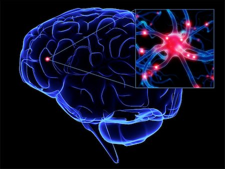3d rendered anatomy illustration of a human brain with a neuron cell Foto de stock - Super Valor sin royalties y Suscripción, Código: 400-03966580