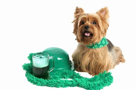feather boa - An adorable yorkie puppy dressed for St Patrick's Day and sitting beside a green bowler hat and green beer.  White background. Photographie de stock - Aubaine LD & Abonnement, Code: 400-03967085
