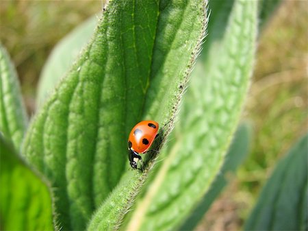 simsearch:400-04920020,k - A macro shot of a Spotted Ladybird making it's way down the edge of a leaf. Foto de stock - Super Valor sin royalties y Suscripción, Código: 400-03968000