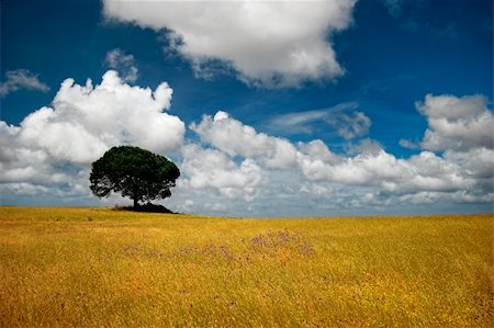 simsearch:400-04794343,k - Landscape of a golden meadow with a beautiful blue sky Stock Photo - Budget Royalty-Free & Subscription, Code: 400-03968318