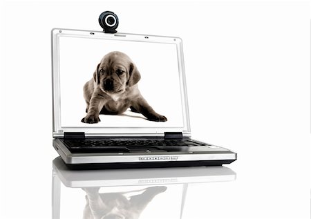 Laptop with a webcam over the table with a image of a pupie on the screan Stock Photo - Budget Royalty-Free & Subscription, Code: 400-03968313