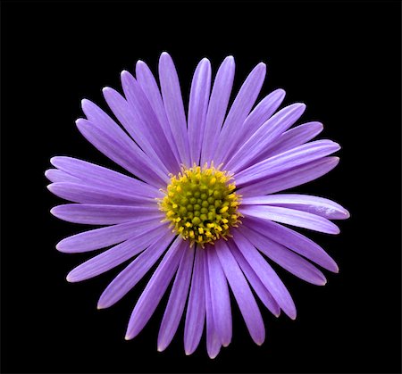 simsearch:400-04278954,k - Healthy flower in radiant color - a natural symbol of happiness since it shows that life is good and beautiful. Stock Photo - Budget Royalty-Free & Subscription, Code: 400-03968386