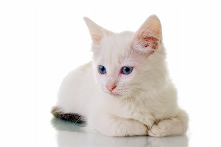 simsearch:700-06512681,k - Adorable white kitten with blue eyes, laying down. Stock Photo - Budget Royalty-Free & Subscription, Code: 400-03969719