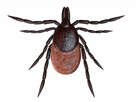 simsearch:400-04920020,k - 3d rendered illustration of a tick Foto de stock - Super Valor sin royalties y Suscripción, Código: 400-03961634