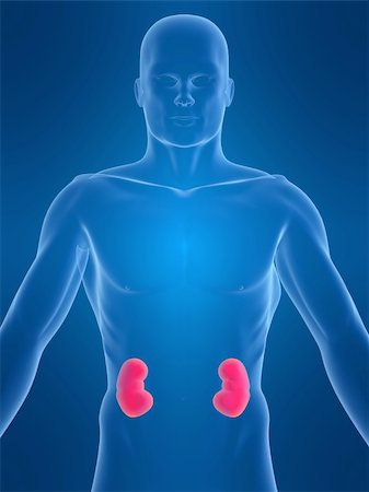 renal - 3d rendered anatomy illustration of a human shape with kidneys Stock Photo - Budget Royalty-Free & Subscription, Code: 400-03961732