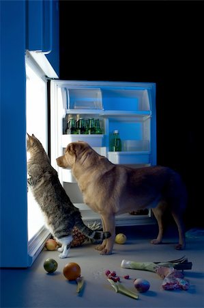 stealing (not forced entry) - Cat and dog looking for meat in the refrigerator Stock Photo - Budget Royalty-Free & Subscription, Code: 400-03961897