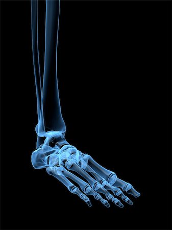 3d rendered x-ray illustration of a human skeletal foot Stock Photo - Budget Royalty-Free & Subscription, Code: 400-03962534