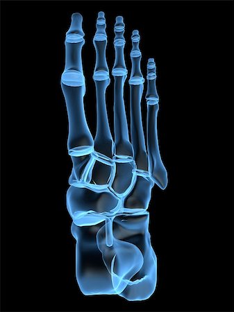 3d rendered x-ray illustration of a human skeletal foot Stock Photo - Budget Royalty-Free & Subscription, Code: 400-03962533