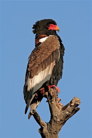 staring eagle - Bateleur (Terathopius ecaudatus) perched on a branch, Kruger National Park, South Africa Photographie de stock - Aubaine LD & Abonnement, Code: 400-03975985