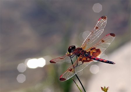 a species of dragon fly by the side of a pond Stock Photo - Budget Royalty-Free & Subscription, Code: 400-03976718