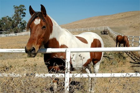 fremont - Horse & fence Stock Photo - Budget Royalty-Free & Subscription, Code: 400-03977551