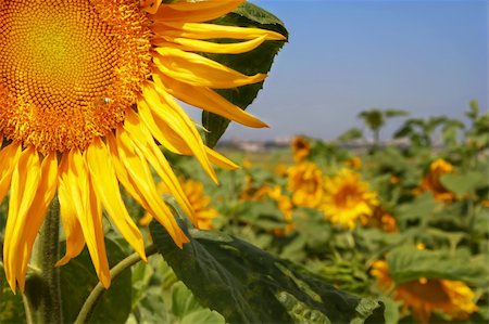 simsearch:400-05671297,k - Beautiful sunflower field Stock Photo - Budget Royalty-Free & Subscription, Code: 400-03978456