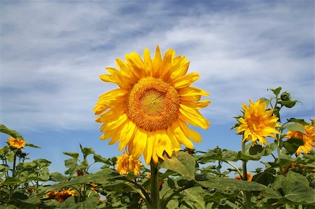 simsearch:400-05671297,k - Sunflower a beautiful and sunny day Stock Photo - Budget Royalty-Free & Subscription, Code: 400-03978457