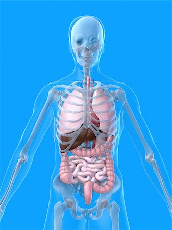 3d rendered anatomy illustration of a human skeleton with organs Stock Photo - Budget Royalty-Free & Subscription, Code: 400-03973346