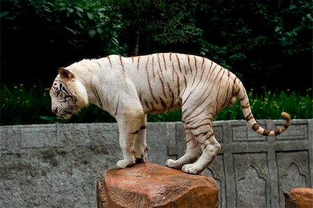 photo of white bengal tiger in his activity Stock Photo - Budget Royalty-Free & Subscription, Code: 400-03973624