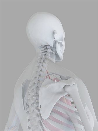female torso xray - 3d rendered anatomy illustration of a human skeletal back Stock Photo - Budget Royalty-Free & Subscription, Code: 400-03973812