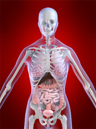 3d rendered illustration of a female skeleton with organs Stock Photo - Budget Royalty-Free & Subscription, Code: 400-03973834