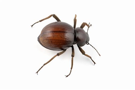 simsearch:400-04920020,k - An African Tenebrionid beetle (Psammodes spp., Family Tenebrionidae) on a white background Foto de stock - Super Valor sin royalties y Suscripción, Código: 400-03984895