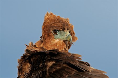 staring eagle - Portrait of a young, immature Bateleur (Terathopius ecaudatus) , Kalahari, South Africa Photographie de stock - Aubaine LD & Abonnement, Code: 400-03987017