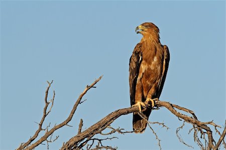 staring eagle - Tawny eagle (Aquila rapax), perché sur une branche, du Kalahari, en Afrique du Sud Photographie de stock - Aubaine LD & Abonnement, Code: 400-03987025