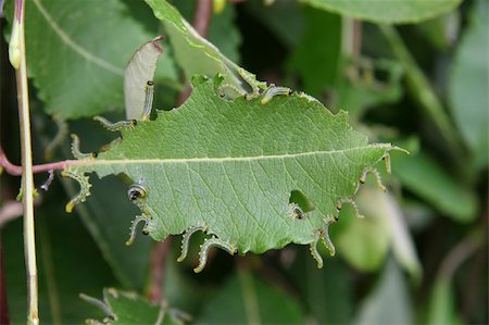papilio polyxenes - a group of caterpillers eating on a leaf Photographie de stock - Aubaine LD & Abonnement, Code: 400-03987979