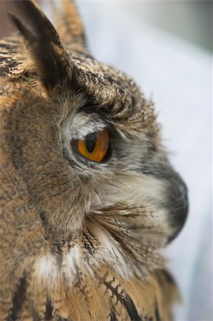 staring eagle - Close up of an eagle owl Photographie de stock - Aubaine LD & Abonnement, Code: 400-03983408