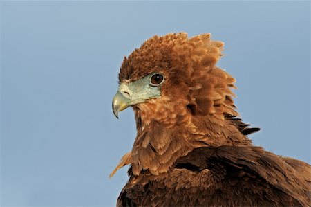 staring eagle - Portrait of a young, immature Bateleur (Terathopius ecaudatus) , Kalahari, South Africa Photographie de stock - Aubaine LD & Abonnement, Code: 400-03983949
