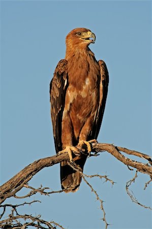 staring eagle - Tawny eagle (Aquila rapax) perched on a branch, Kalahari, South Africa Photographie de stock - Aubaine LD & Abonnement, Code: 400-03983957