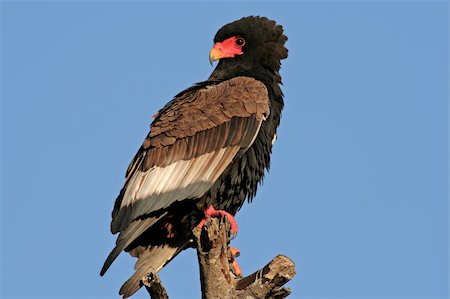 staring eagle - Bateleur (Terathopius ecaudatus) perched on a branch, Kruger National Park, South Africa Photographie de stock - Aubaine LD & Abonnement, Code: 400-03983950