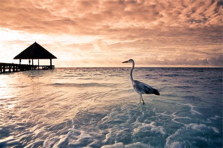 tropical beach: flamingo at the dawn. Dramatic sky Stock Photo - Budget Royalty-Free & Subscription, Code: 400-03994692