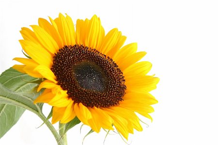 simsearch:400-05671297,k - beautiful yellow Sunflower Stock Photo - Budget Royalty-Free & Subscription, Code: 400-03996645