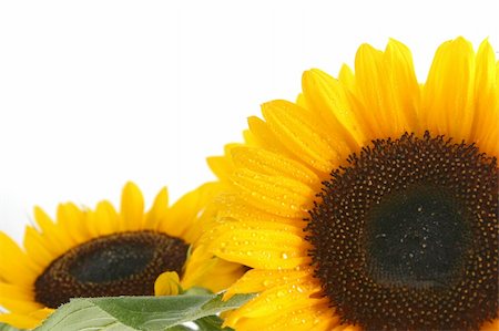simsearch:400-05671297,k - beautiful yellow Sunflower Stock Photo - Budget Royalty-Free & Subscription, Code: 400-03996646